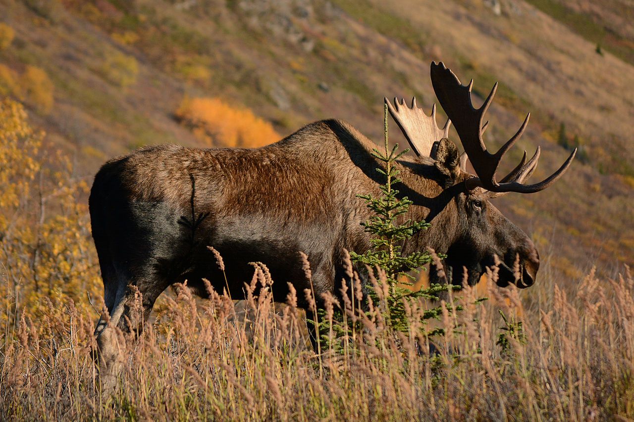 How to Hunt Moose in British Columbia - Inside MDT
