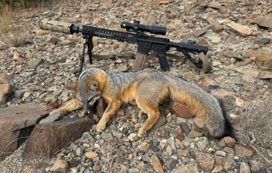 FIVE TIPS FOR HUNTING PREDATORS