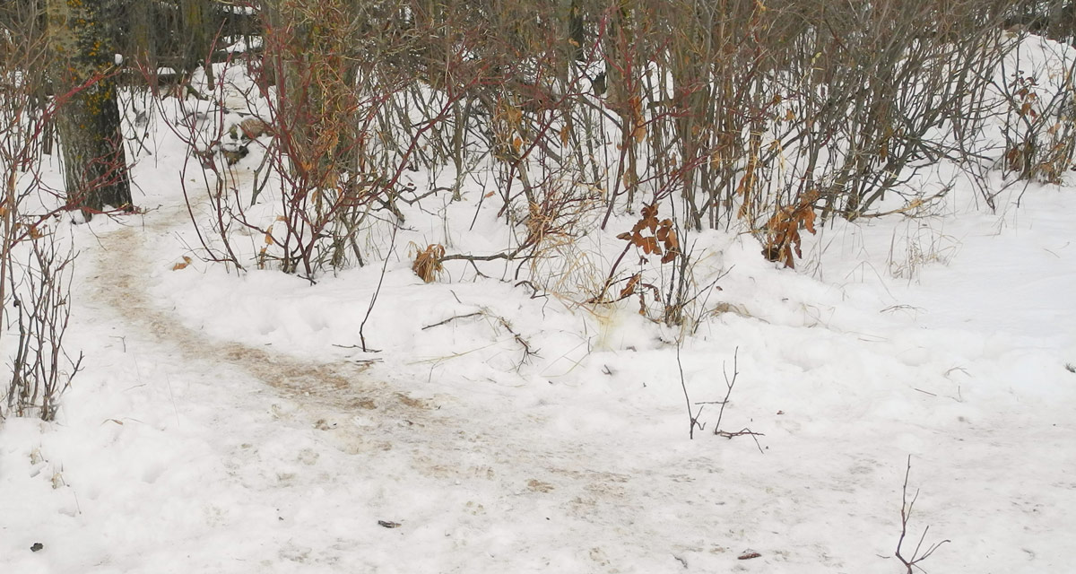"coyote highway" cuts through a dense patch of bush and provides an easy route for travel