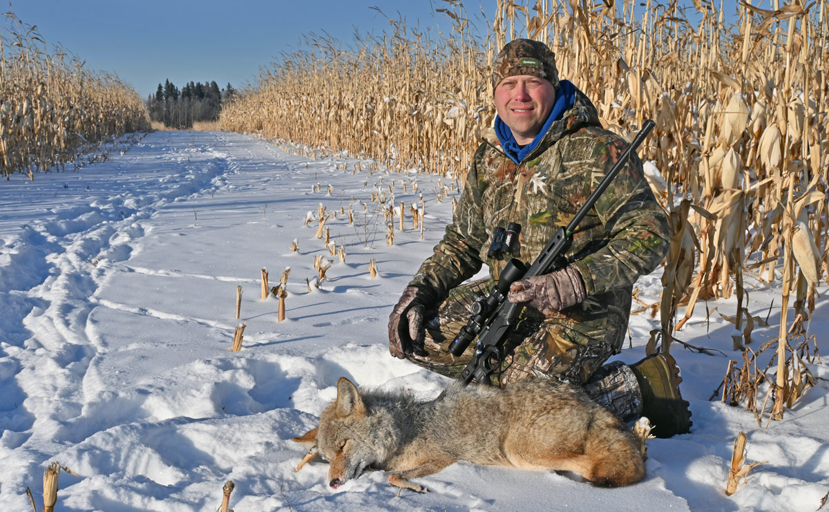 Gaps in a cornfield provide natural pathways for coyotes to follow