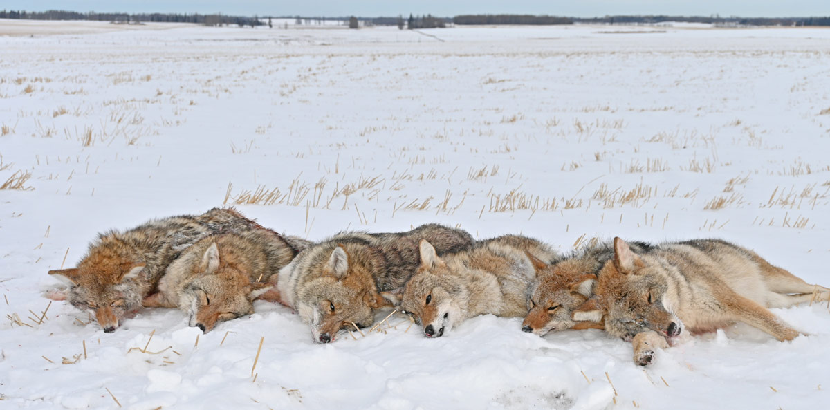 Six coyotes, all taken in a single morning by ambush along their travel route