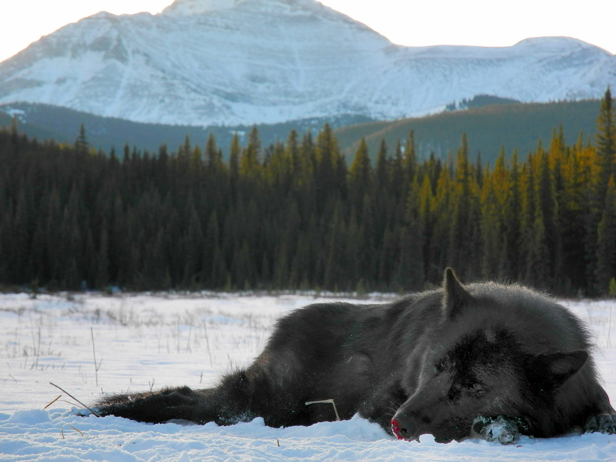 Large black wolf