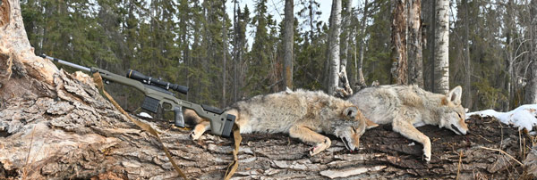The Slow-Fast drill is ideal for predator hunters because it's common for coyotes to show up in pairs, and it trains the hunter to deal effectively with both.